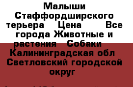 Малыши Стаффордширского терьера  › Цена ­ 1 - Все города Животные и растения » Собаки   . Калининградская обл.,Светловский городской округ 